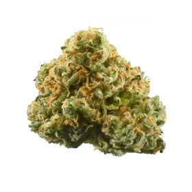 Indica